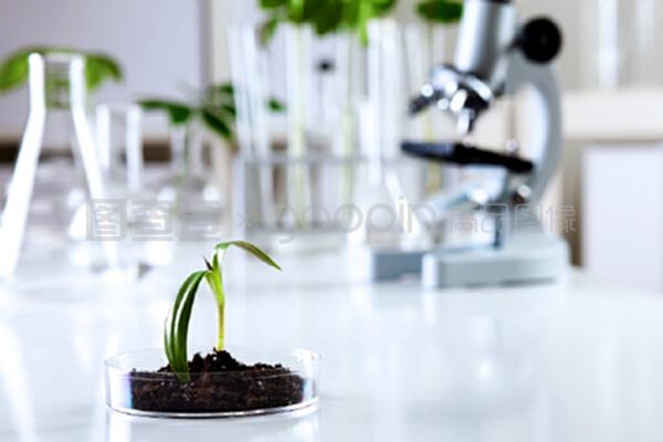 綠意盎然的微觀世界 生物學實驗室中綠色植物的自然科學探索與試驗發(fā)展