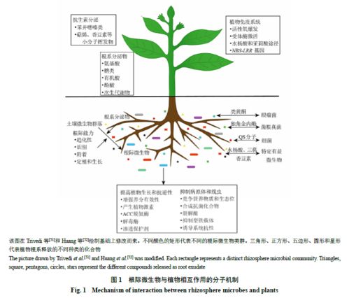 藥用植物根際微生物對(duì)其品質(zhì)形成的影響及其作用機(jī)制的研究進(jìn)展